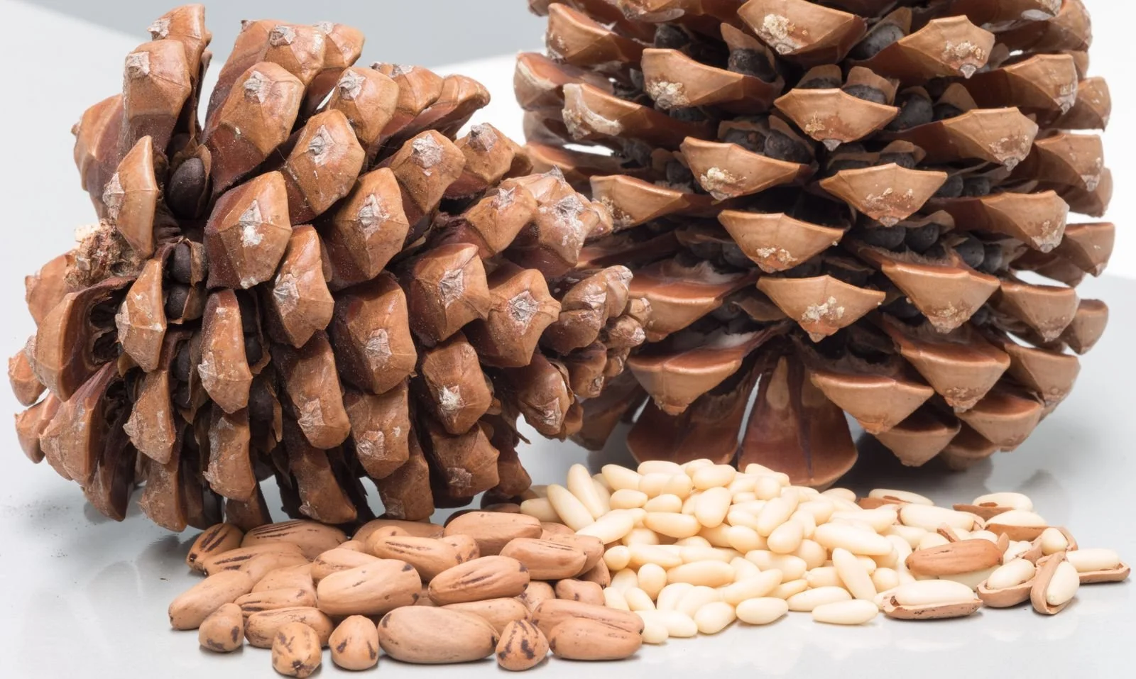 pine nut cone seed nut 9RyTo82s.jpeg