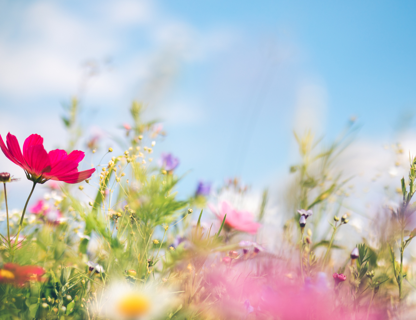 Guided Spring Meditation. Connect to the Energy and Magic of Springtime, the Spring Season.