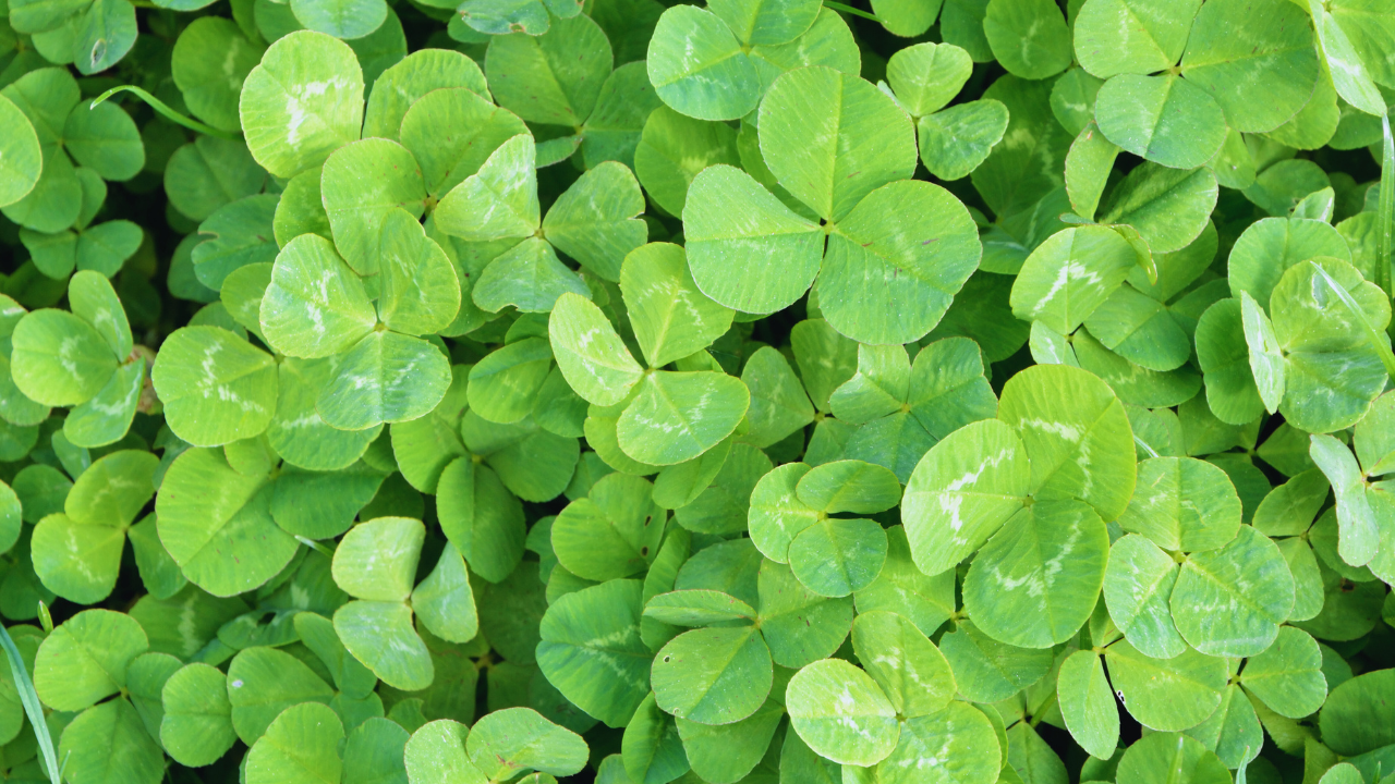 Luck Guided Meditation