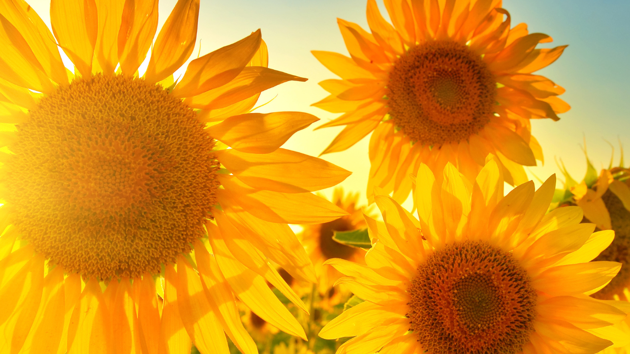 How to Tap Into & Strengthen Your Personal Power. Solar Plexus Healing.