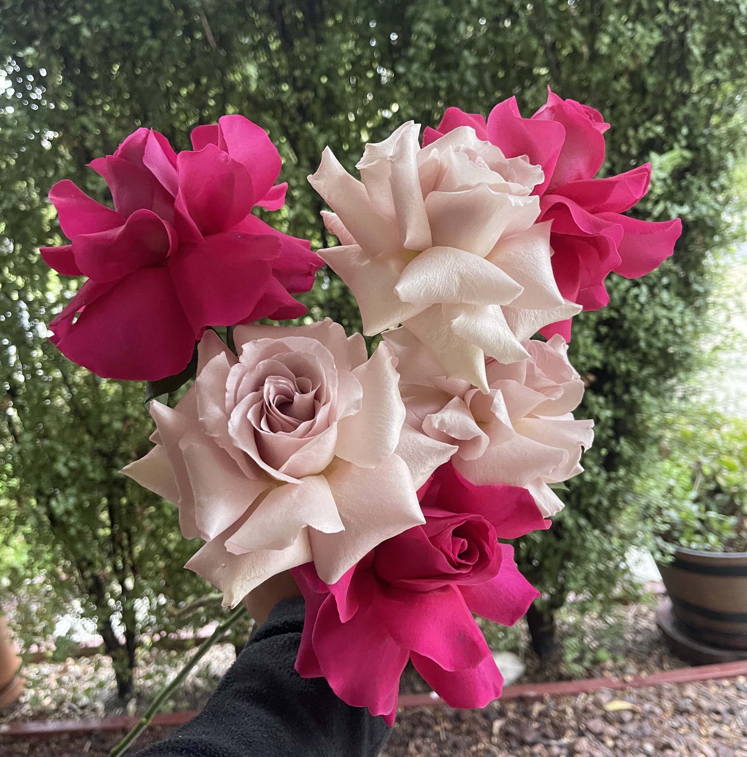 ROSES.png