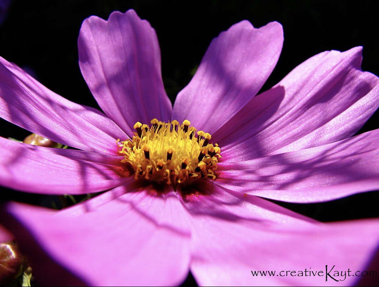 2008 - Pink Flower