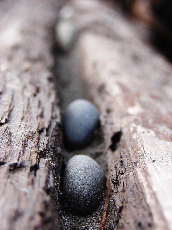2009 - Groovy Pebbles