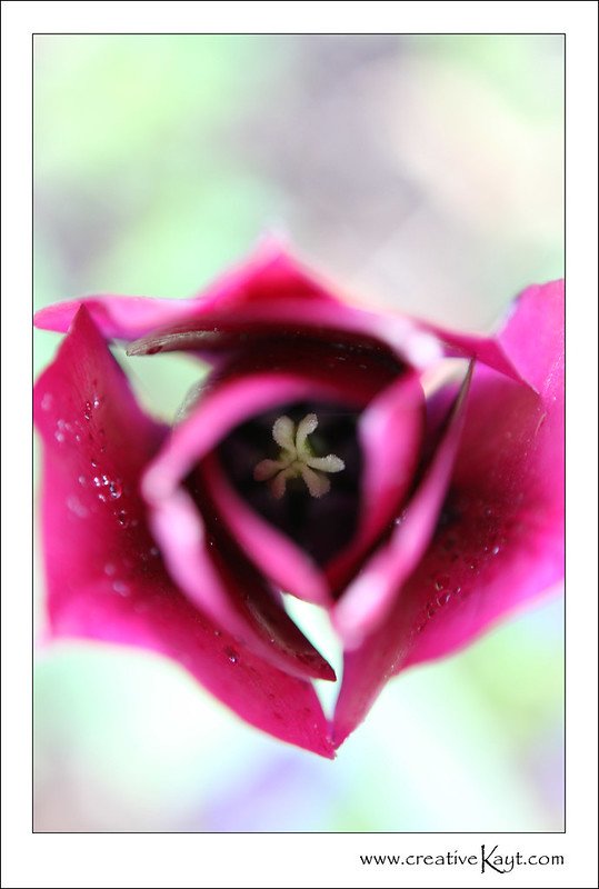 2010 - Pink Tulip