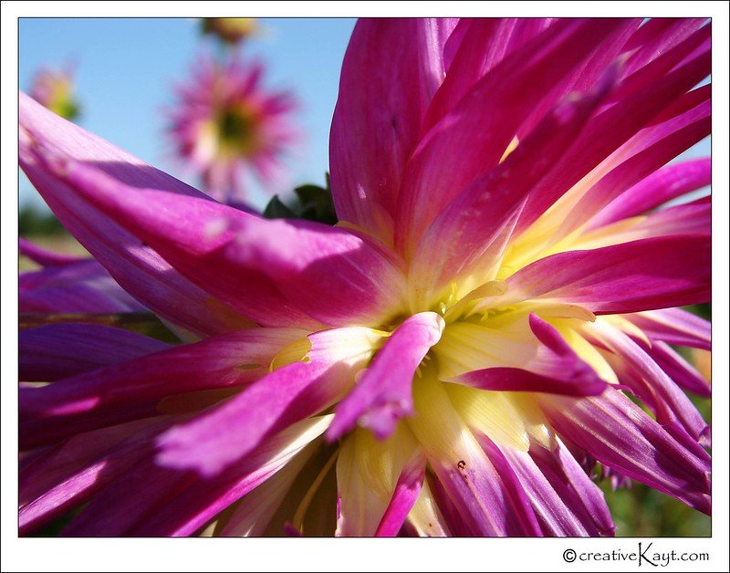 2009 - Dahlia Burst