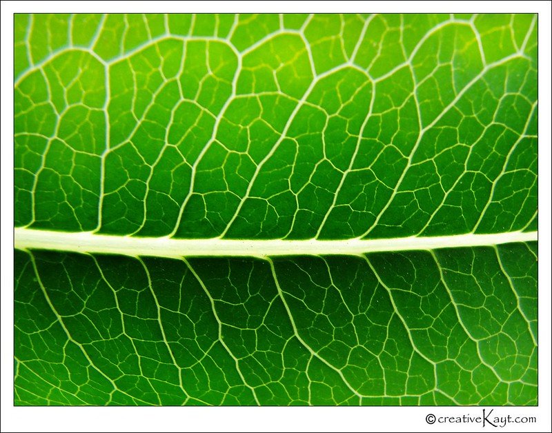 2009 - Electric Green