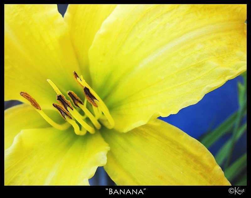 2008 - Banana