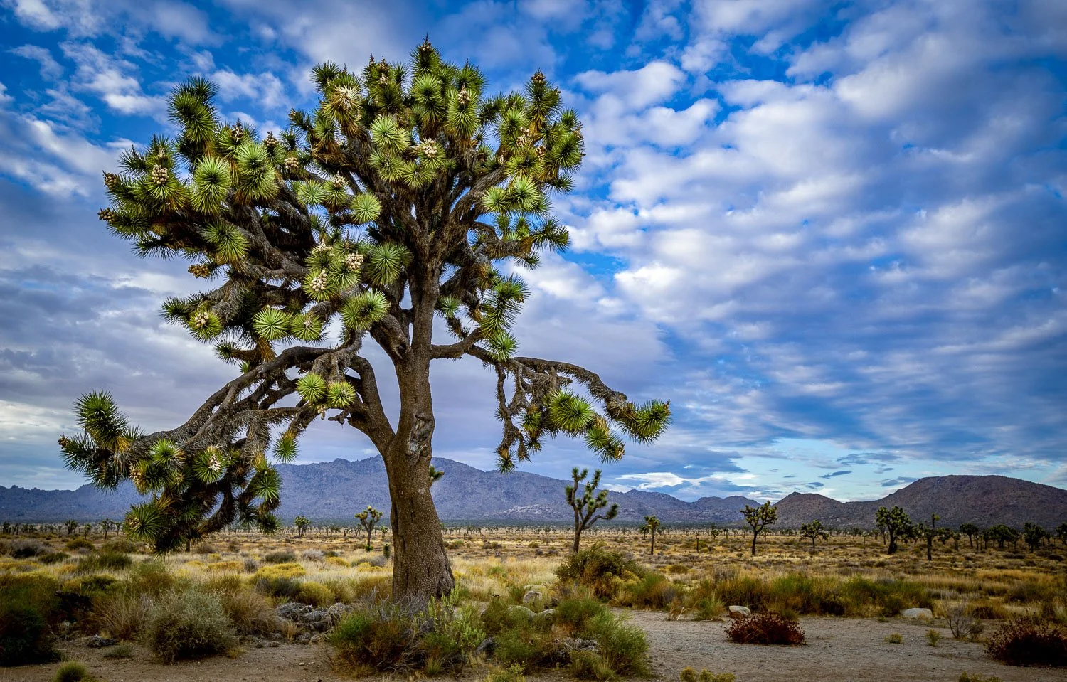 Tio 10 Tips for Visiting Joshua Tree National Park — Visit Joshua Tree