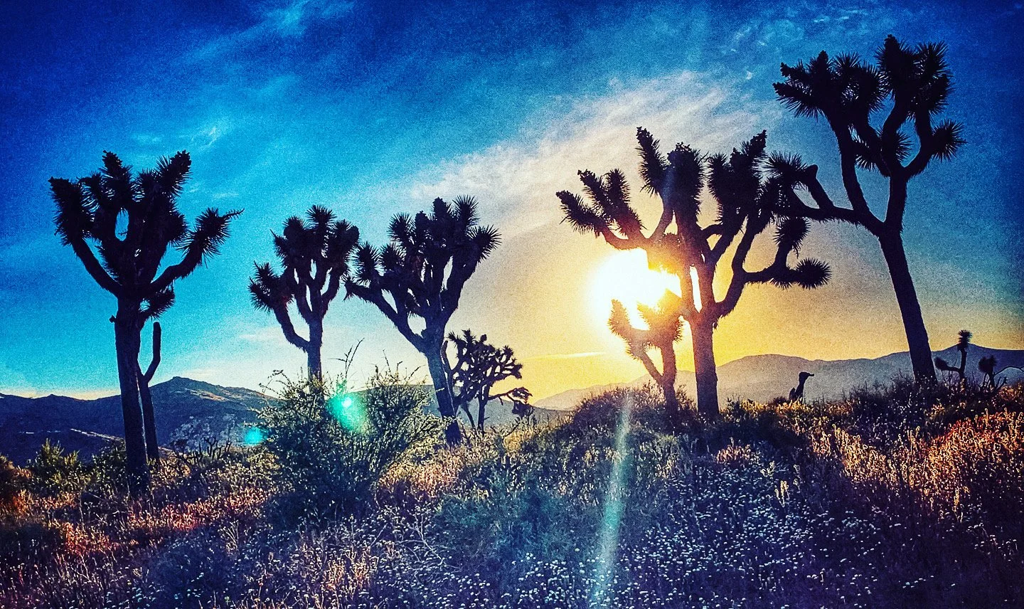 Top 10 Local Tips for Visiting Joshua Tree — Visit Joshua Tree