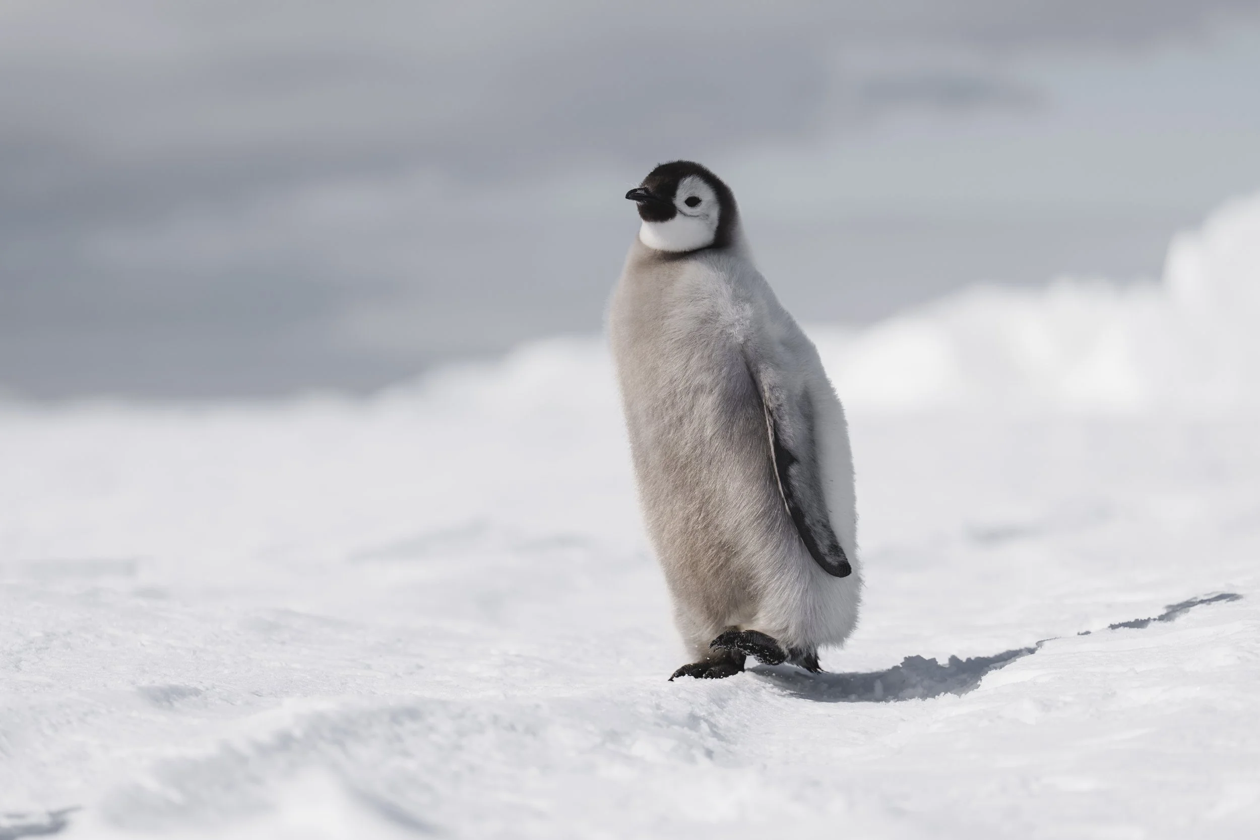 Antarctica