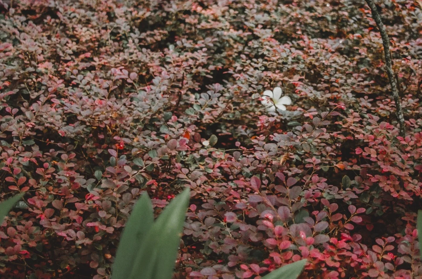 these twelve analog moments of nature through vintage cameras &amp; films, are the ones that hope to have your eyes on them, your heart to love, for the whole of next year 🎞️

Through my website link on bio, you can pre-order my fourth volume of pos