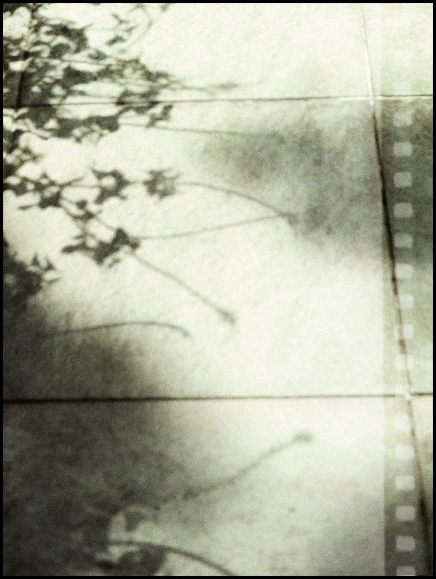 There was abundance of light, casting shadow of nature on the ground, both hard &amp; soft, and on latest roll of film 🎞️ 

#analog #35mmfilm #ishootfilm #filmfeels #natureonfilm