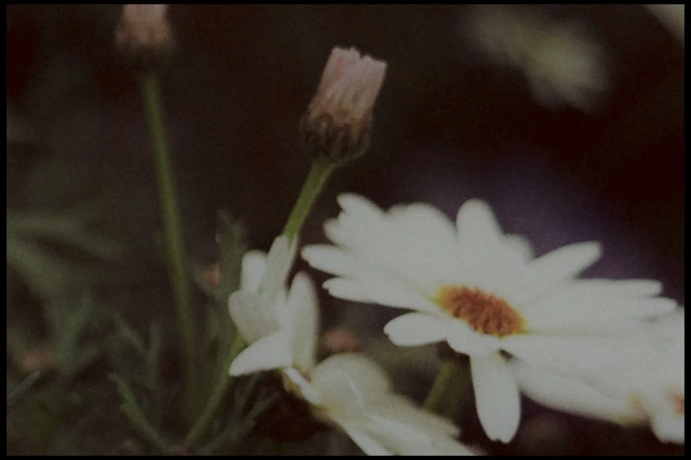 They are but just memories. Light captured and imprinted these beauties on film, so that they can be seen, forever. They are the last from the latest roll, specially curated, framed, for hearts that love them <3

#analog #35mmfilm #flowersonfilm #