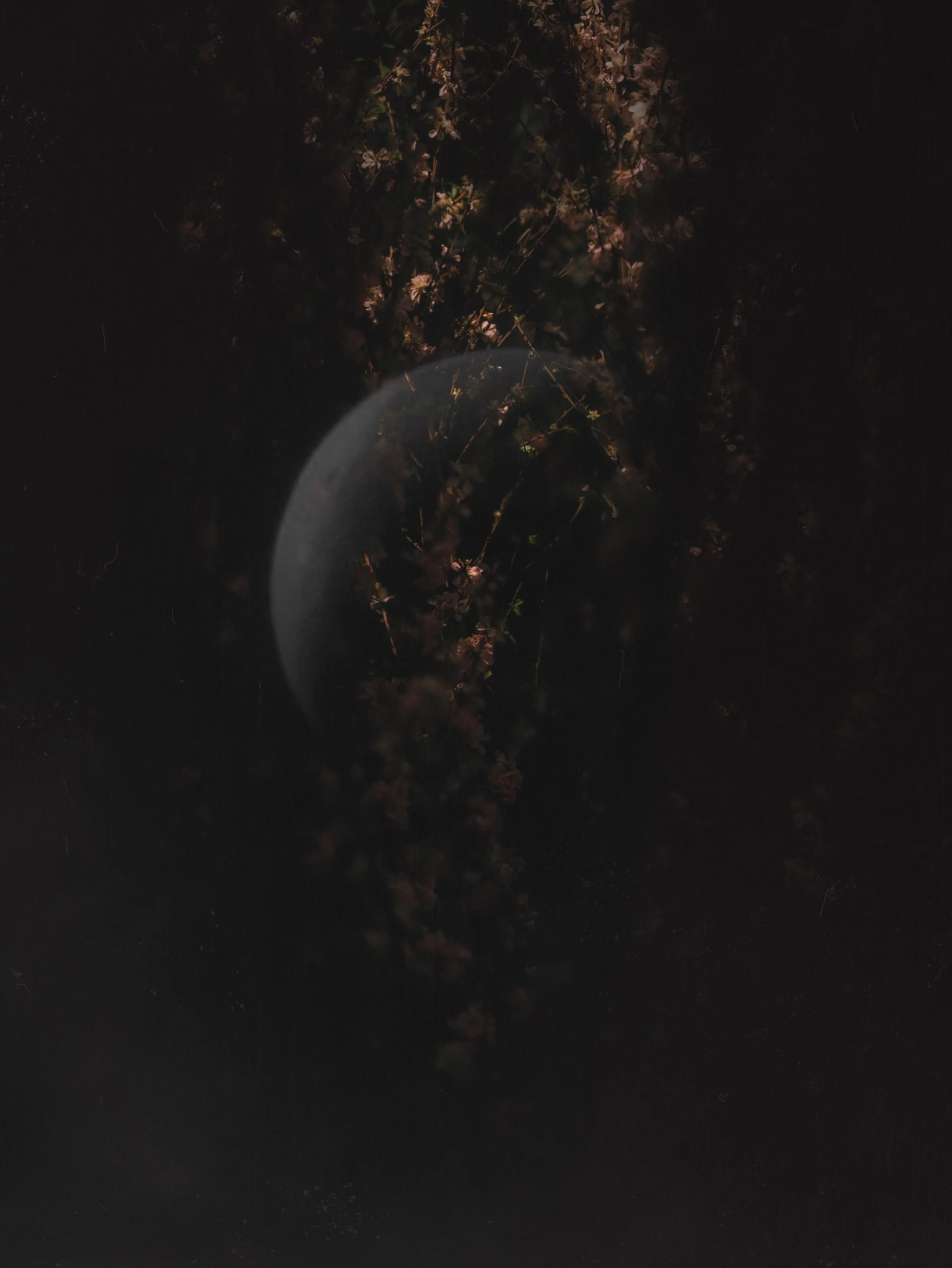 Impression ~ NOCTURNE I ~
{Set I} i; crescent moon &amp; sakura 

~ solitude of the night sky,
it&rsquo;s never on its own when
imagination comes alive 

NOCTURNE series will see through the atmosphere of beautiful night &amp; darkness in a dreamy, s