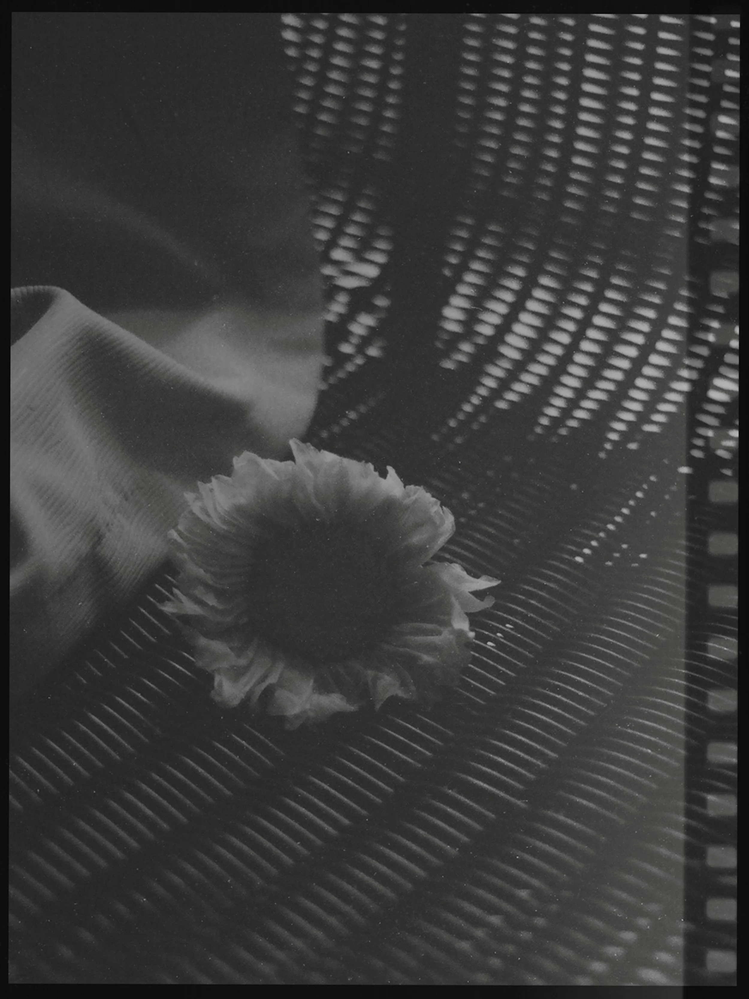 ~ Analog 🎞️ ~ #onfilm 
To start, the hardest
the littlest simplest things 
that had its glory on the
black &amp; white roll
shall ignite the spark

~ from my latest Ilford black &amp; white, experimental roll. These are just the little ones in their
