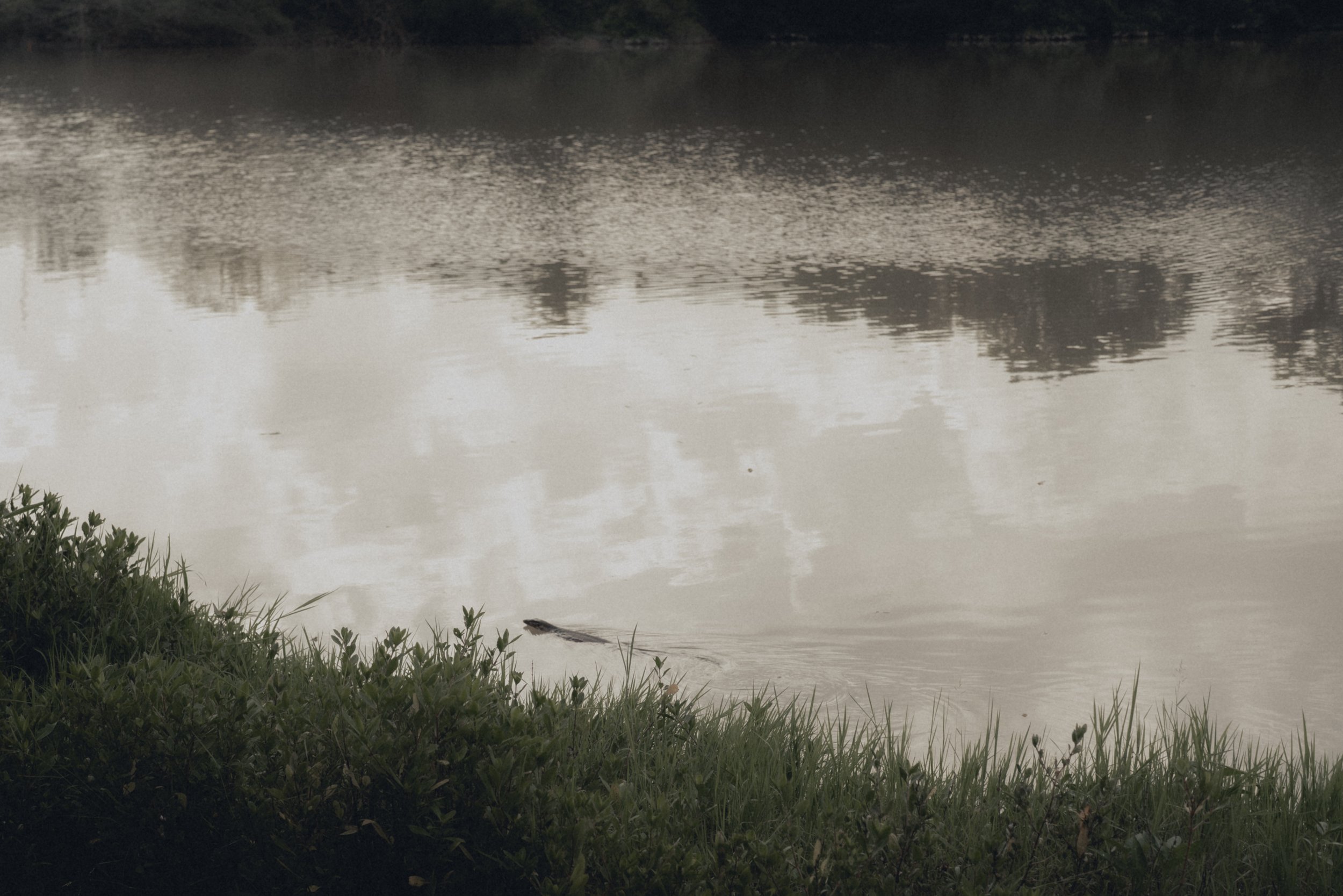 DSC08436.jpg