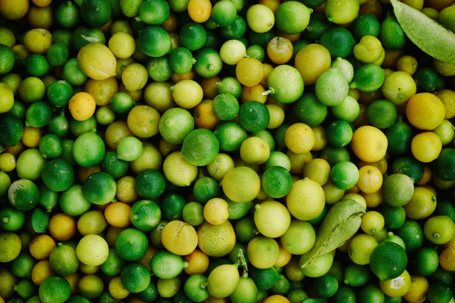 lemon+lime+hoach-le-dinh-c8TWWQ5ZnUw-unsplash.webp