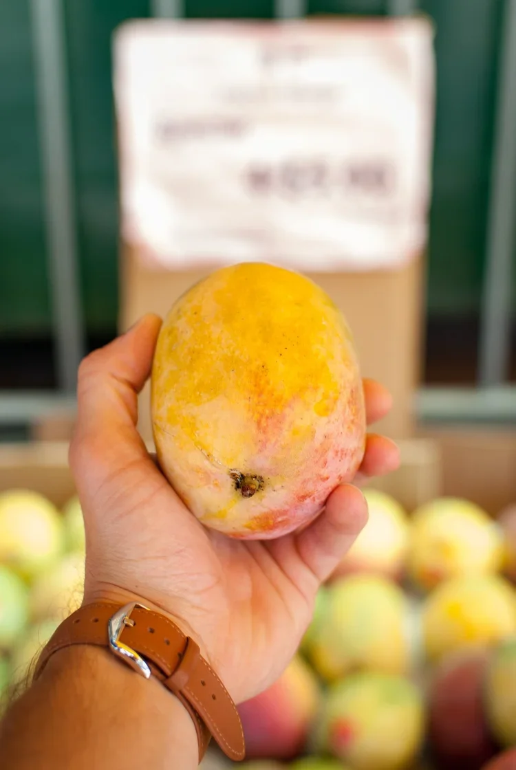 mango+bannon-morrissy-jpDuhyRuiQg-unsplash.webp