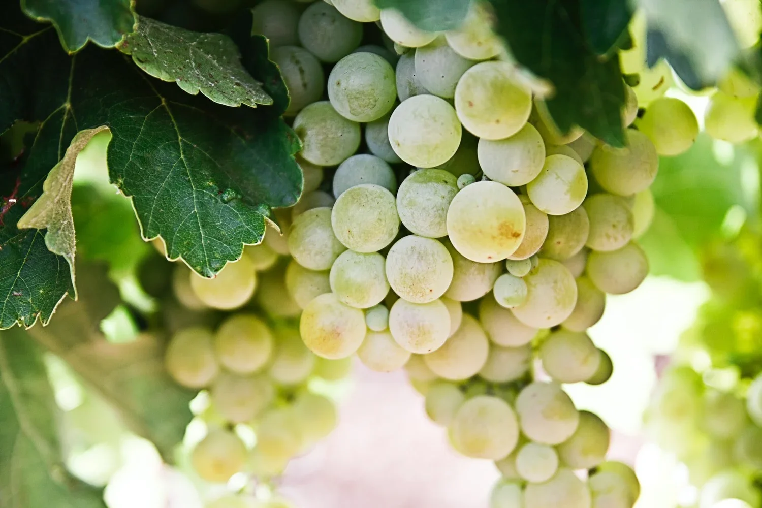 white+grape+nacho-dominguez-argenta-cCVzi_mKovs-unsplash.webp