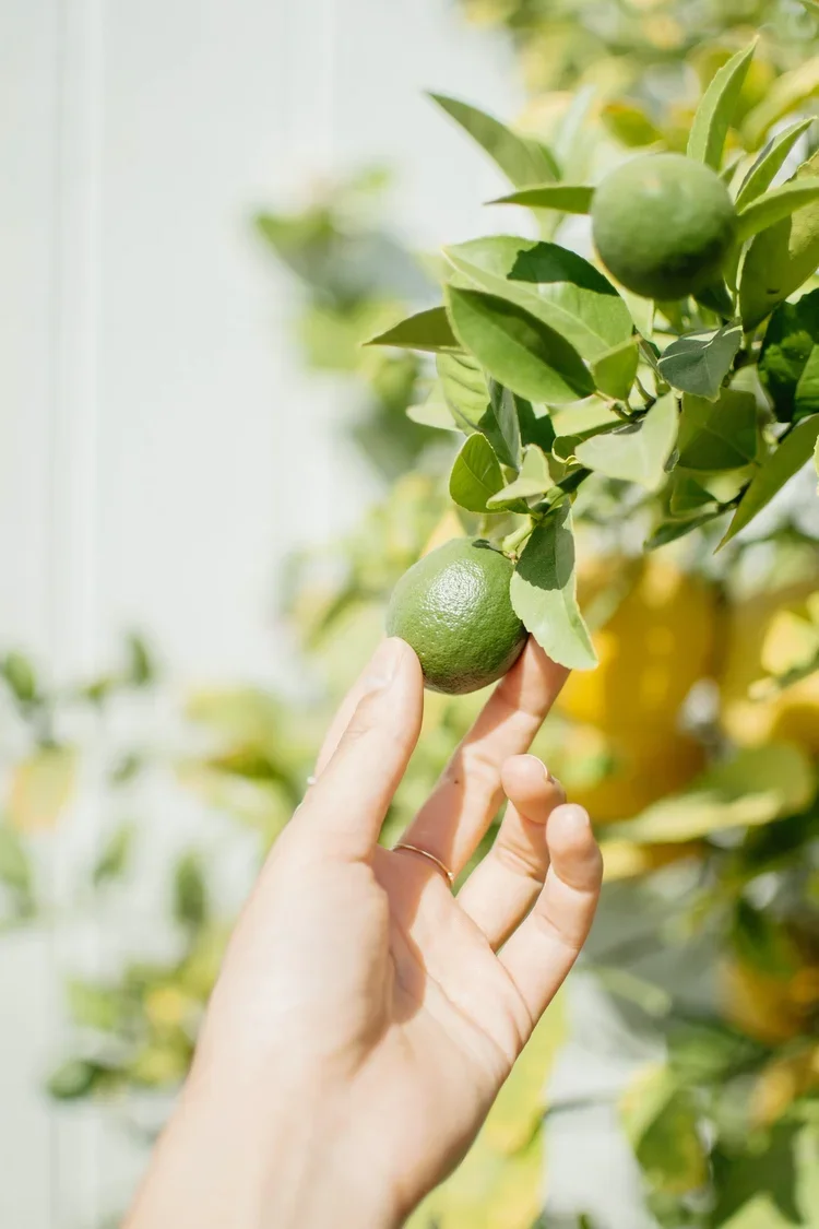 lime+chandra-oh-pyTt2y1kMIU-unsplash.webp