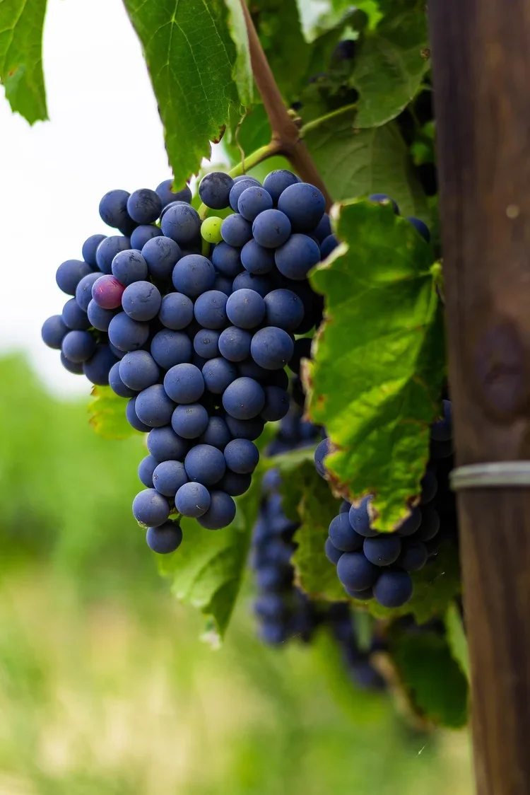 concord+grape+pexels-reafon-gates-1937124.webp