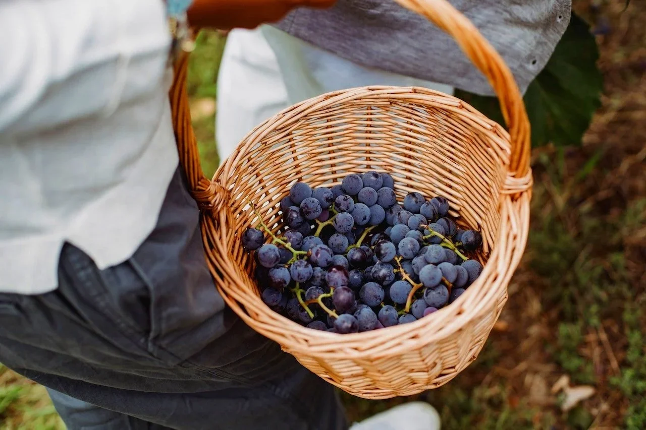concord+grape+pexels-zen-chung-5529562.webp