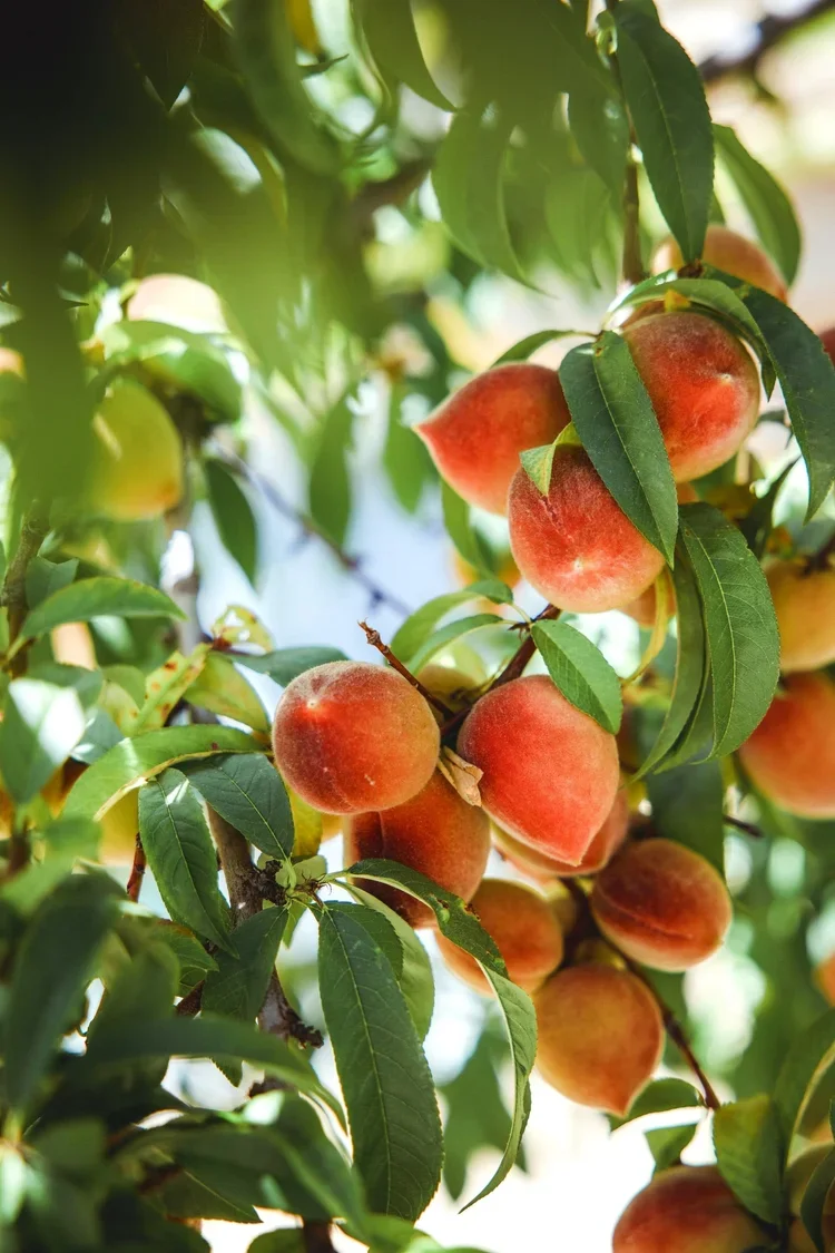 peach+jason-leung-K1PU6sqsFPs-unsplash.webp