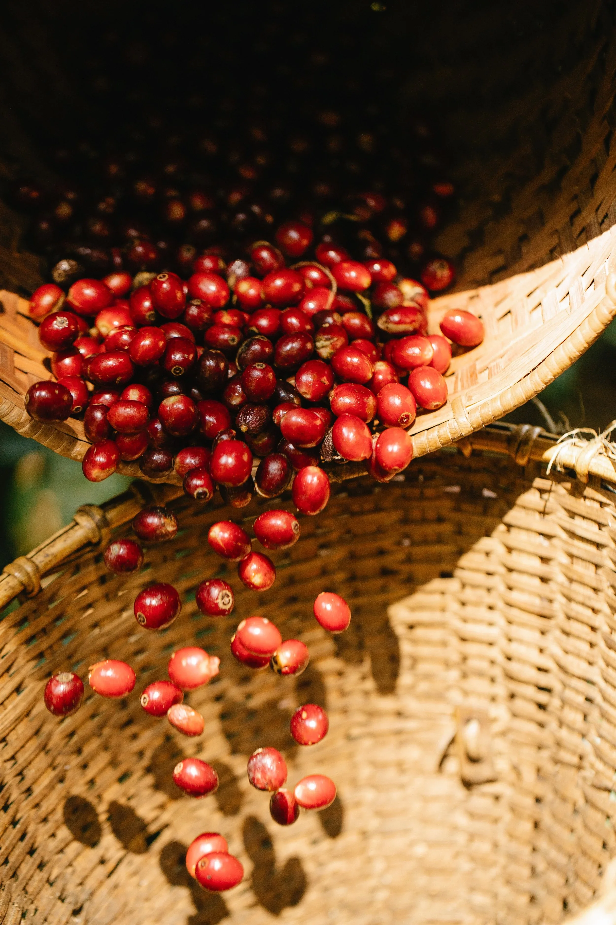 cranberry+pexels-michael-burrows-7125727.webp