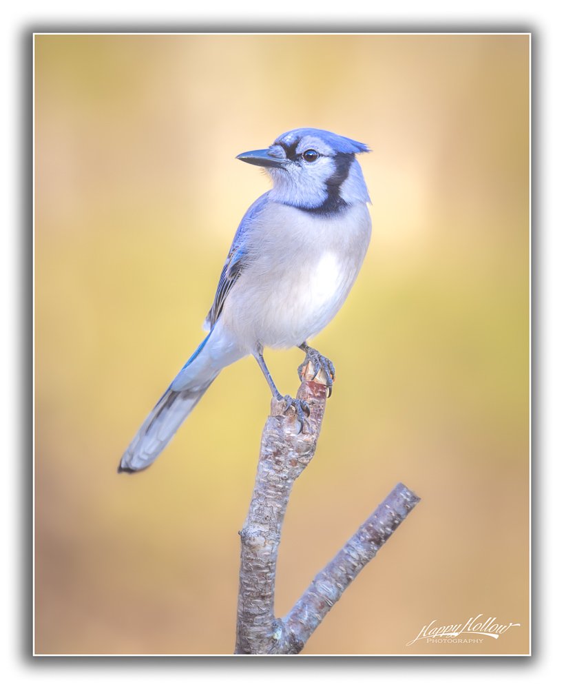 IMG_0221-Edit.jpg