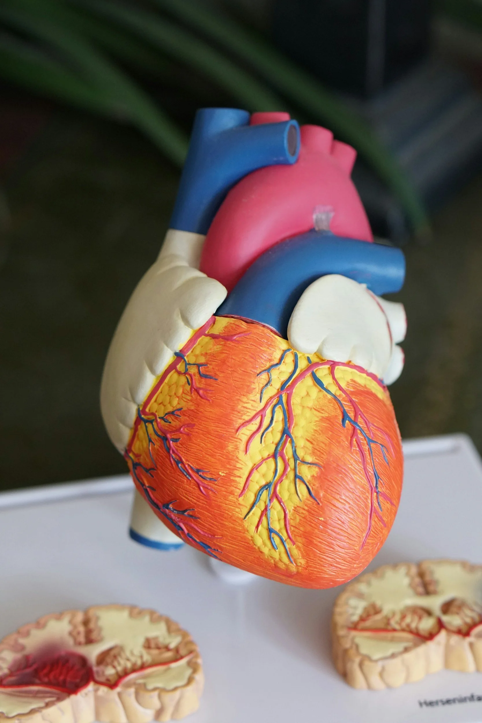 Model heart - interview with a pathologist - what happens during a post-mortem