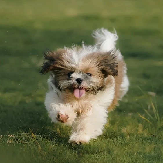 Cute running dog