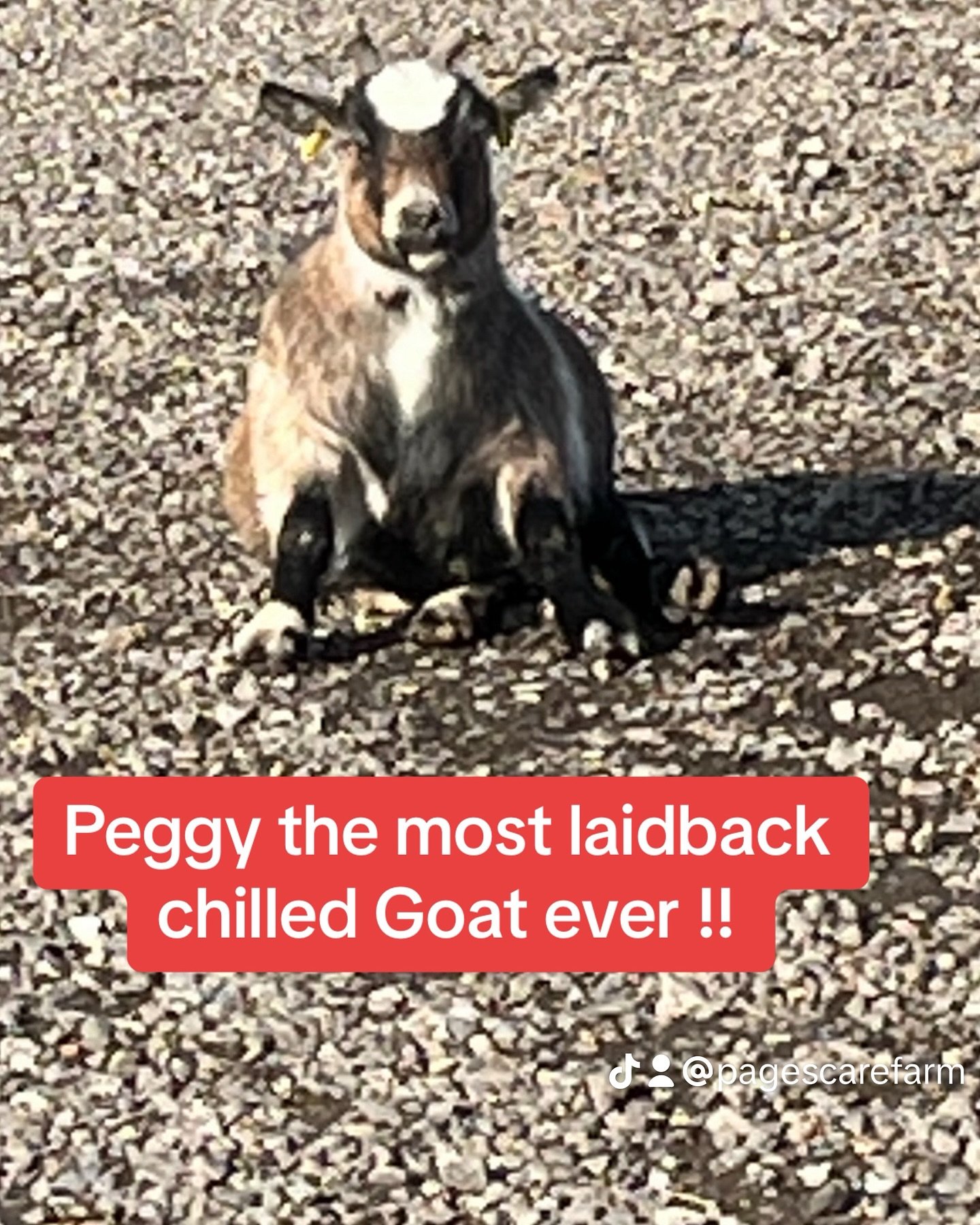 Peggy the most chilled laid back goat ever ! #chill #happy #goat #lazy #for #you #your #mentalhealth #animal #animaltherapy #pagescarefarm