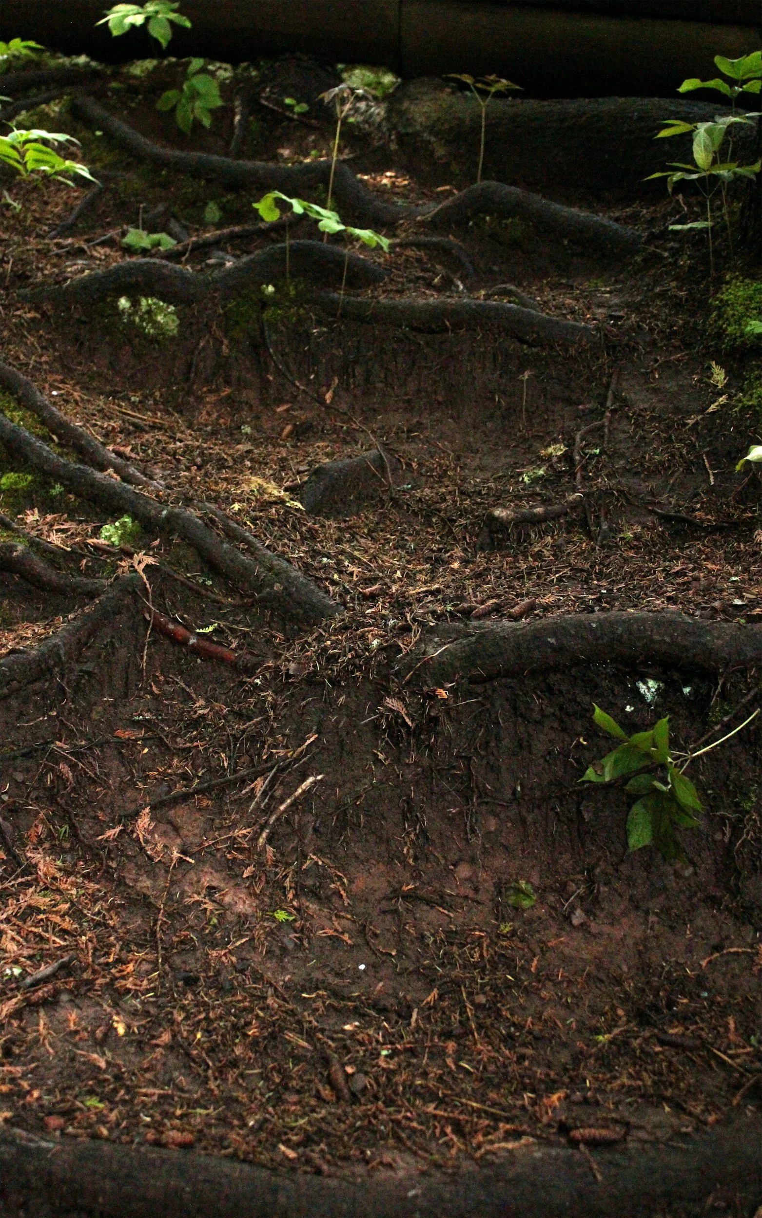 Episode 34: Birth Days