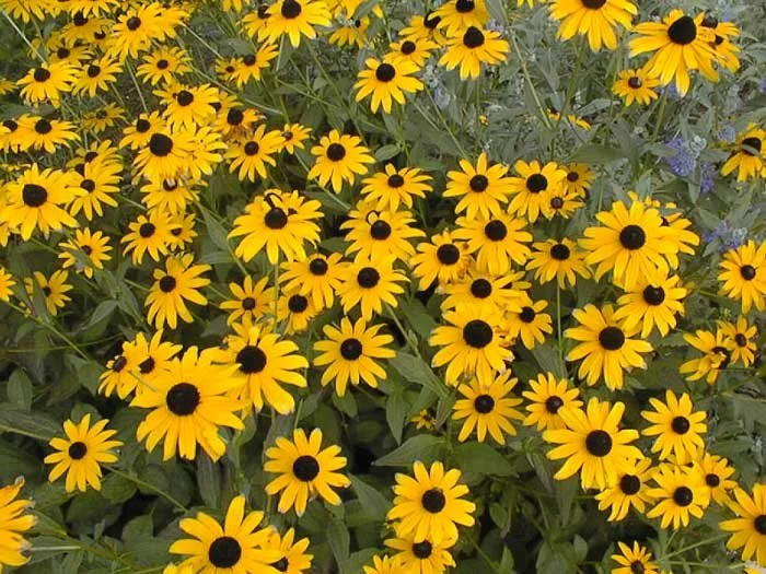 Cluster of yellow flowers with dark centers, possibly Black-eyed Susans, with green leaves in the background.