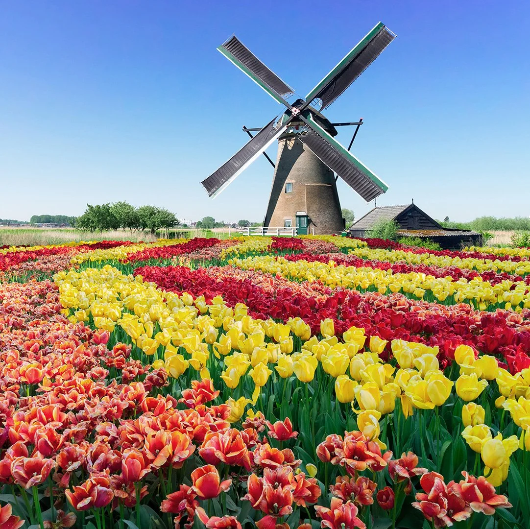 Tulips & Windmills