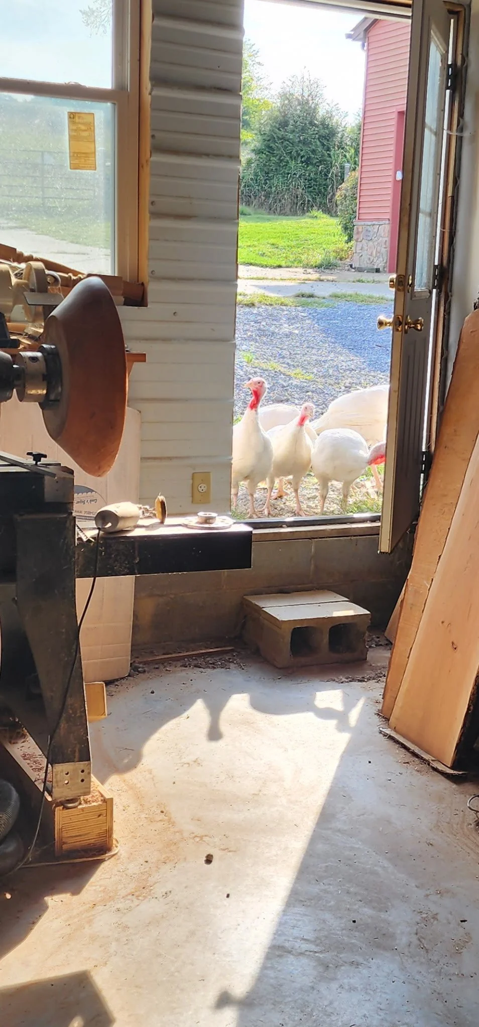 Free-roaming turkeys