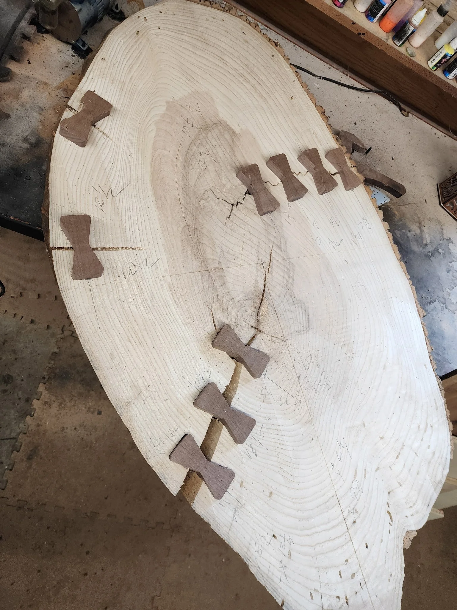 A large, oval-shaped slice of wood on a workbench with several small woodworking clamps attached along the cracks.