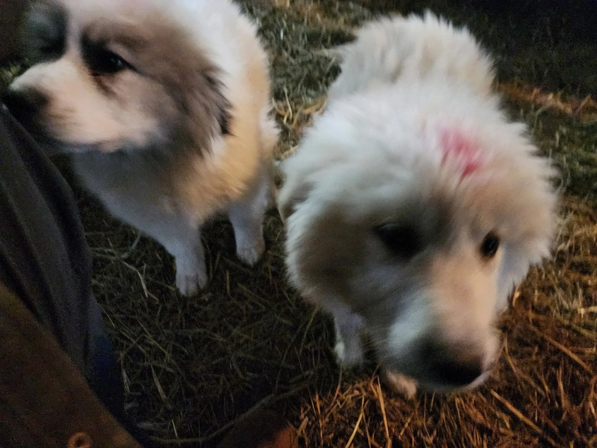 The newest additions to the family - two sheepdog puppies.