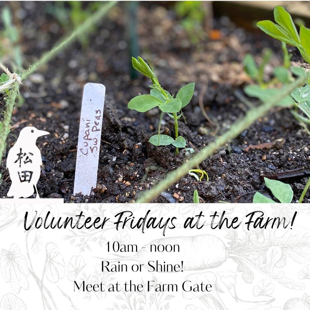 We have lots of fun in store for Volunteer Friday at Matsuda Farm! Tomorrow, April 28th, come help out Farmer Jones, Farm Coordinator Colie, and Veteran Intern Kristyn from 10:00am - 12:00pm.

Friday&rsquo;s tasks:

🌱 Possibly seeding in the Prop Ho