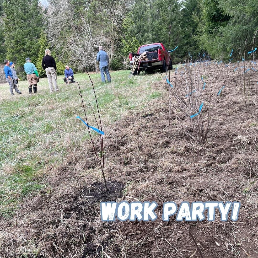 After a glorious weekend, the Stew Crew is all geared up for more planting maintenance at Judd Creek. Join the team at the Judd Creek Parking lot (not the loop) to give the newest plantings some TLC.

Details:
Tuesday, May 2nd
10:00am - 12:00pm
Judd 