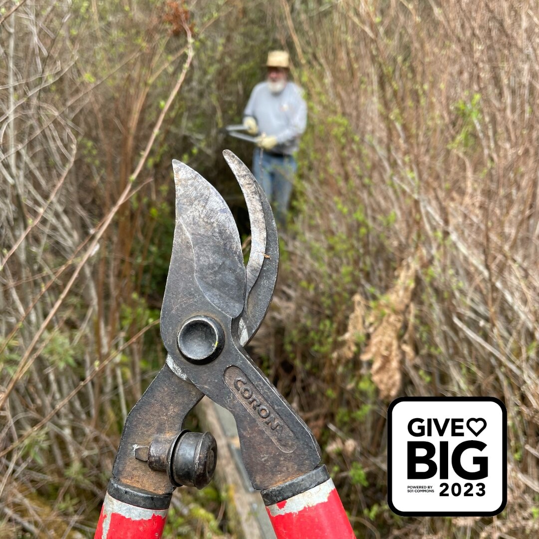 POV: You empty the office on a Monday, so all hands are on deck for trail maintenance. 

Today the whole Land Trust team pitched in to clear the trail at Whispering Firs Bog, the site of our upcoming guided tours. This team is willing to get muddy, (