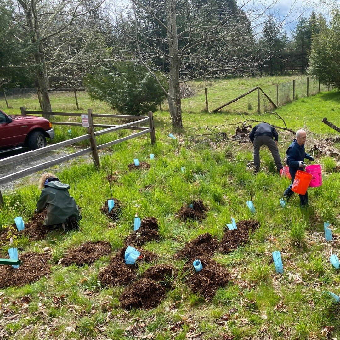This Tuesday, May 16th, join the Stew Crew and our incredible volunteers for some planting maintenance in paradise. Meet at the Judd Creek Parking lot on the north end of 111th (not the loop) at 10:00am. We'll keep ya busy until it's 🍪 time at noon.