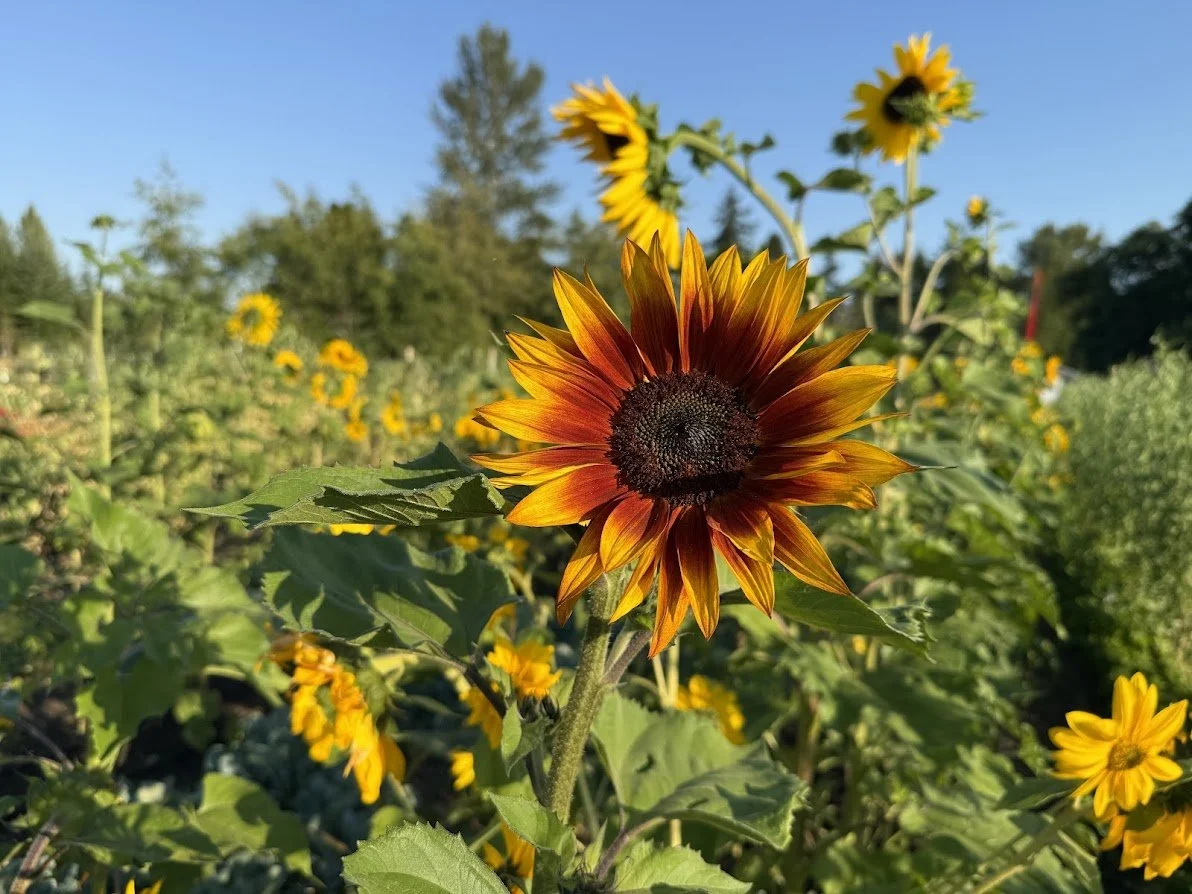 Matsuda Farm Volunteer Day