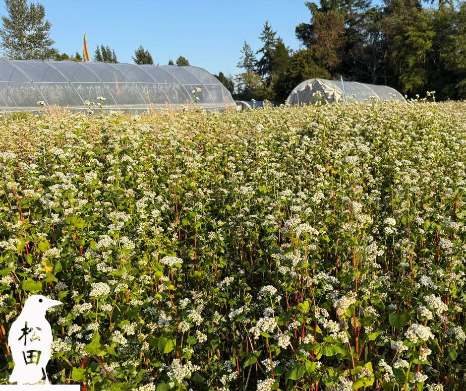 Matsuda Farm Volunteer Day