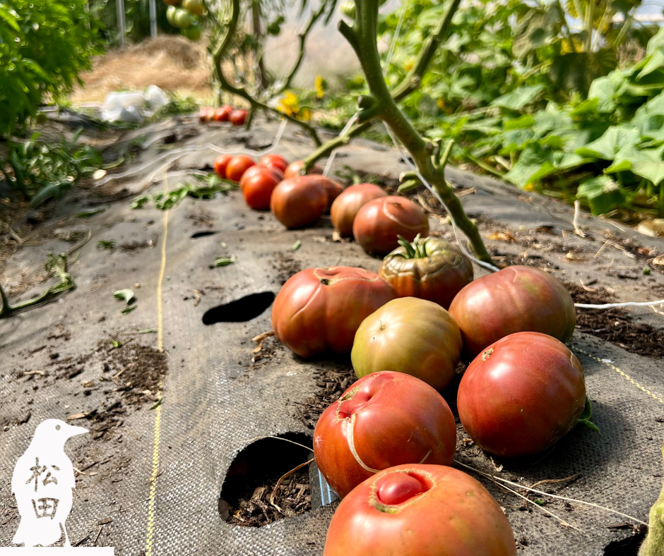 Matsuda Farm Volunteer Day