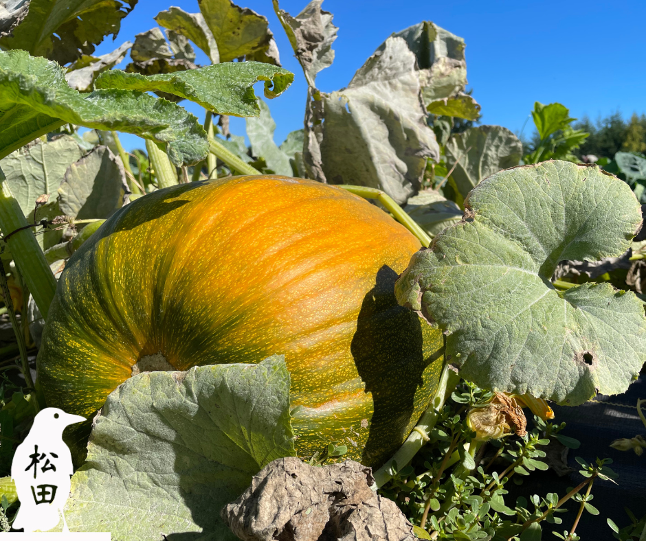 Matsuda Farm Volunteer Day
