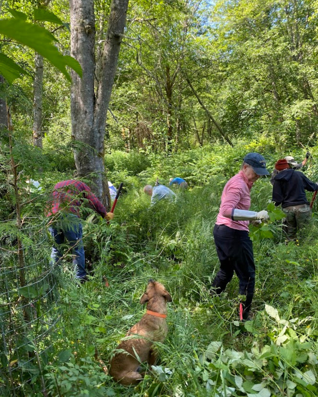 Stewardship Work Party 