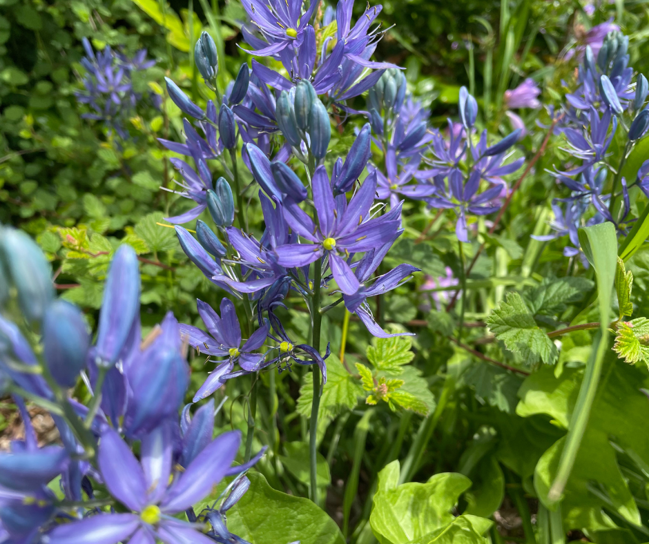 Making a Meadow