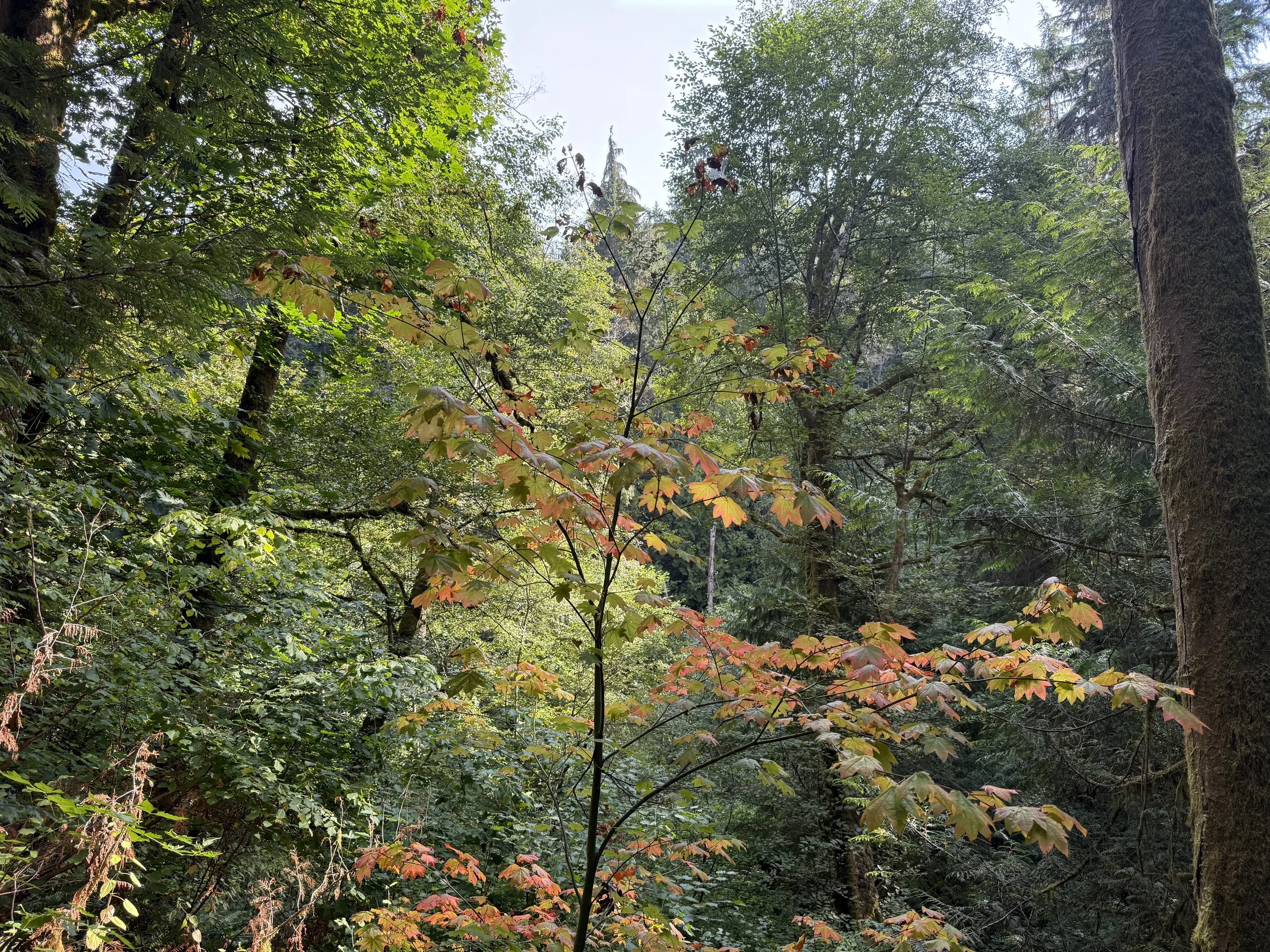 Language and Nature