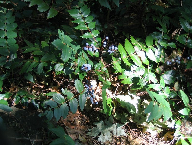 Mahonia_nervosa.jpg